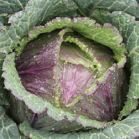 Cabbage Seeds - Deadon