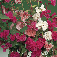 Clarkia Double Mix - Seeds