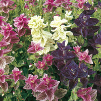 Clary Claryssima - Seeds