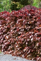 Fagus Sylvatica Atropurpurea- Copper Beech-hedge