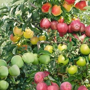 Family Apple Tree (lambourne/ Worcester/ Fiesta)