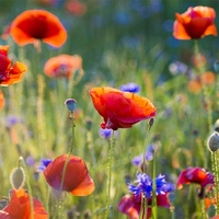 Field Poppy Papaver Rhoeas X10 Plants