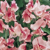 Flakes & Stripes Collection - Sweet Pea Seed