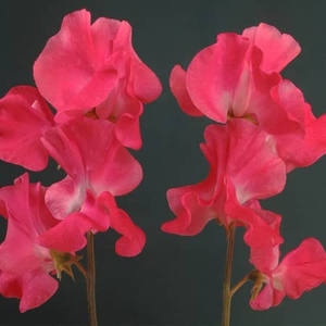 Flame - Sweet Pea Seeds