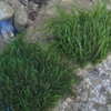 Fontinalis Antipyretica Bunch - Water Moss 3x Young Pond Plants