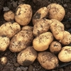 Foremost Seed Potatoes