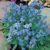 Forget-me-not Blue Cloud Myosotis- Seeds