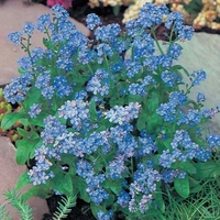 Forget-me-not Blue Cloud Myosotis- Seeds