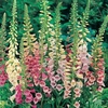 Foxglove Excelsior Mix - Seeds