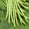 French Bean Castandel (dwarf)- Plants