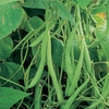 French Bean (climbing) Cobra (may Despatch) - Plants