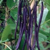 French Bean (climbing) Purple Cascade - Plants