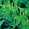 French Bean (dwarf) Maxi Plants - Plants