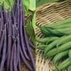 French Bean Seeds - Duo Pack