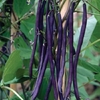 French Bean Seeds - Purple Cascade