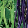 French Bean Seeds Duo Pack - Cobra & Purple Cascade