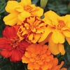 French Marigold - Durango Select Mix