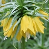 Fritillaria Imperialis Maxima Lutea - Fritillary Bulbs