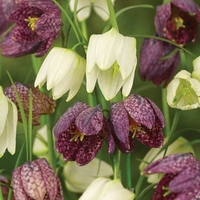 Fritillaria Meleagris Mixed - Snake