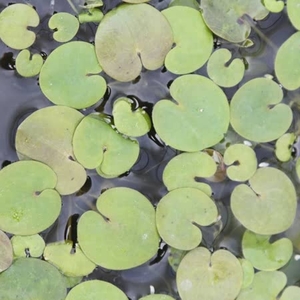 Frog Bit - Hydrocharis Morsus - 5x Young Pond Plants