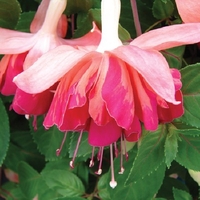 Fuchsia Giant Trailing Collection - Plants