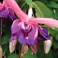 Fuchsia Giant Trailing Purple Rain - Plants