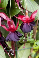 Fuchsia Lady In Black (climber)- Plants