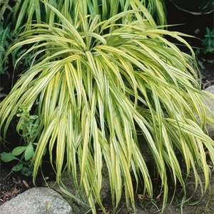 Hakonechloa Aureola 2l Potted Perennial