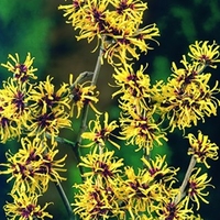 Hamamelis Mollis -chinese Witch Hazel- Shrub