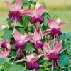 Hardy Fuchsia Triple Pack 2l