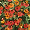 Helenium Red Shades - Bare Root Perennial X1