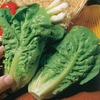Herb Salad Mix Gro Mat With Gro-bed