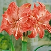 Hippeastrum Lady Jane - Amarylis Bulbs