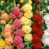 Hollyhock Chaters Double Mix