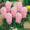 Hyacinth Fondant - Hyacinth Bulbs
