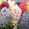 Hyacinth Mixed Pack - Indoor (prepared) Hyacinth Bulbs