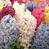 Hyacinth Multiflora Mix - Hyacinth Bulbs