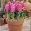 Hyacinth Pink Pearl - Indoor (prepared) Hyacinth Bulbs