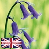 Hyacinthoides Non-scripta - Bluebells Bulbs