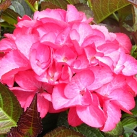 Hydrangea Red Angel 3l Potted Shrub