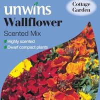 Wallflower Seeds - Scented Mix