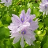 Water Hyacinth -eichhornia Crassipes - 5x Young Pond Plants