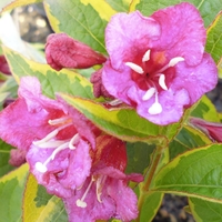 Weigela Florida Moulin Rouge- 3ltr Shrub