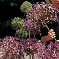 Allium Christophii