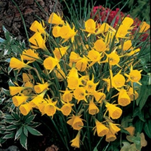 Daffodil Specie Golden Bells