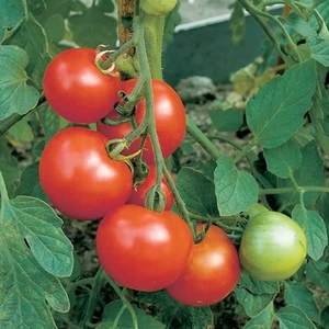 Tomato,  Pepper & Cucumber Greenhouse Plant Collection