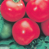 Tomato Shirley - Seeds