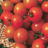 Tomato Sungold - Seeds