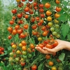 Tomato Sungold (cordon) - Plants