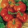Tomato Super Marmande (semi Bush) - Plants